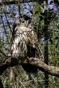 Barred Owl