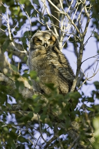 Barred Owl