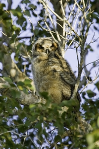 Barred Owl