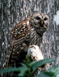 Barred Owl