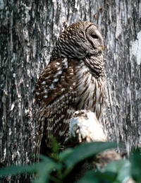 Barred Owl