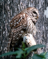 Barred Owl