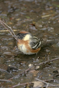 Bay-breasted Warbler