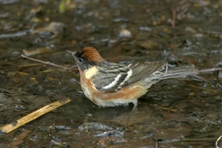 Bay-breasted Warbler