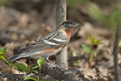 Bay-breasted Warbler