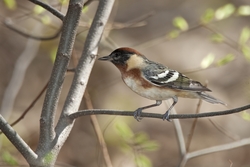 Bay-breasted Warbler