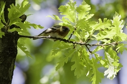 Bay-breasted Warbler