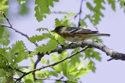 Bay-breasted Warbler