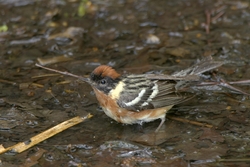 Bay-breasted Warbler