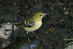 Bay-breasted Warbler