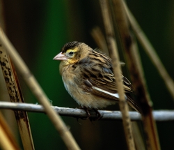 Bishop sp