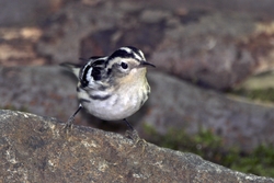 Black-and-White Warbler