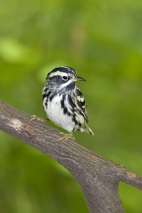 Black-and-White Warbler