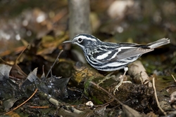 Black-and-White Warbler