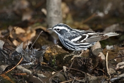 Black-and-White Warbler