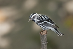 Black-and-White Warbler