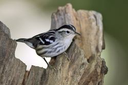 Black-and-White Warbler