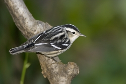 Black-and-White Warbler