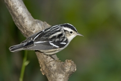 Black-and-White Warbler