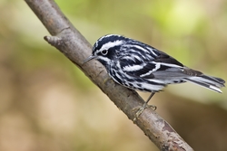Black-and-White Warbler