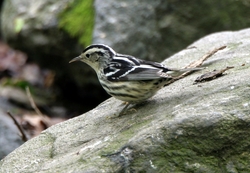 Black-and-White Warbler