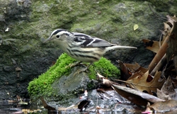 Black-and-White Warbler