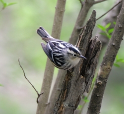 Black-and-White Warbler