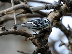 Black-and-White Warbler