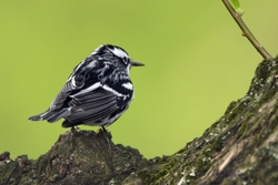 Black-and-White Warbler