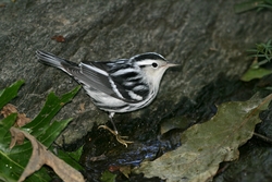 Black-and-White Warbler