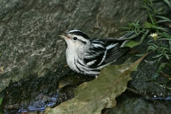 Black-and-White Warbler