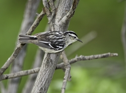 Black-and-White Warbler