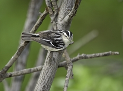 Black-and-White Warbler