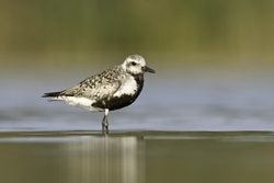 Black-bellied Plover