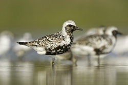 Black-bellied Plover