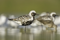 Black-bellied Plover