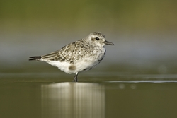 Black-bellied Plover
