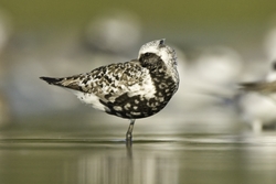 Black-bellied Plover