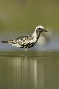 Black-bellied Plover