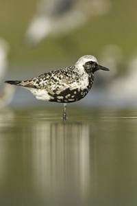 Black-bellied Plover