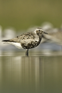 Black-bellied Plover