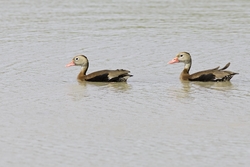 Black-bellied Whistling-Duck