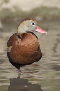 Black-bellied Whistling-Duck