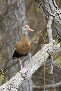 Black-bellied Whistling-Duck