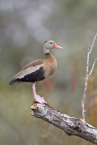 Black-bellied Whistling-Duck