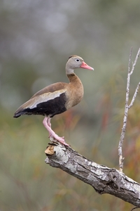 Black-bellied Whistling-Duck