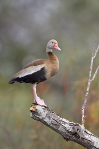 Black-bellied Whistling-Duck