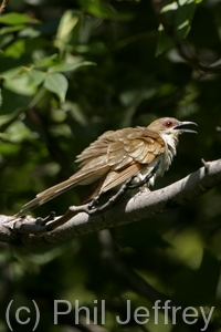 Black-billed Cuckoo