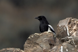 Black-billed Magpie