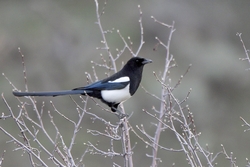 Black-billed Magpie